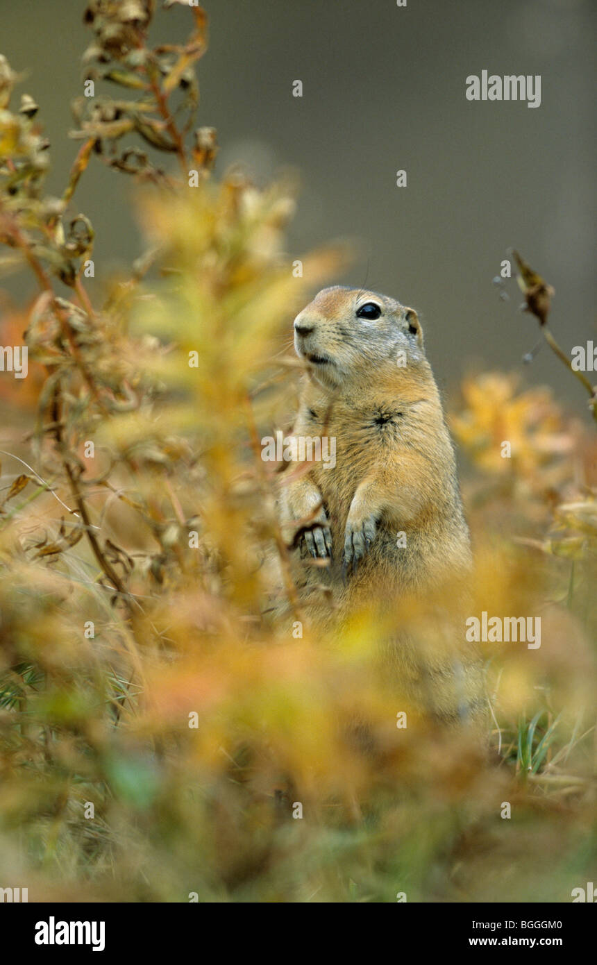 Terra artica scoiattolo (Spermophilus parryii), Denali National Park, Stati Uniti d'America, vista frontale Foto Stock