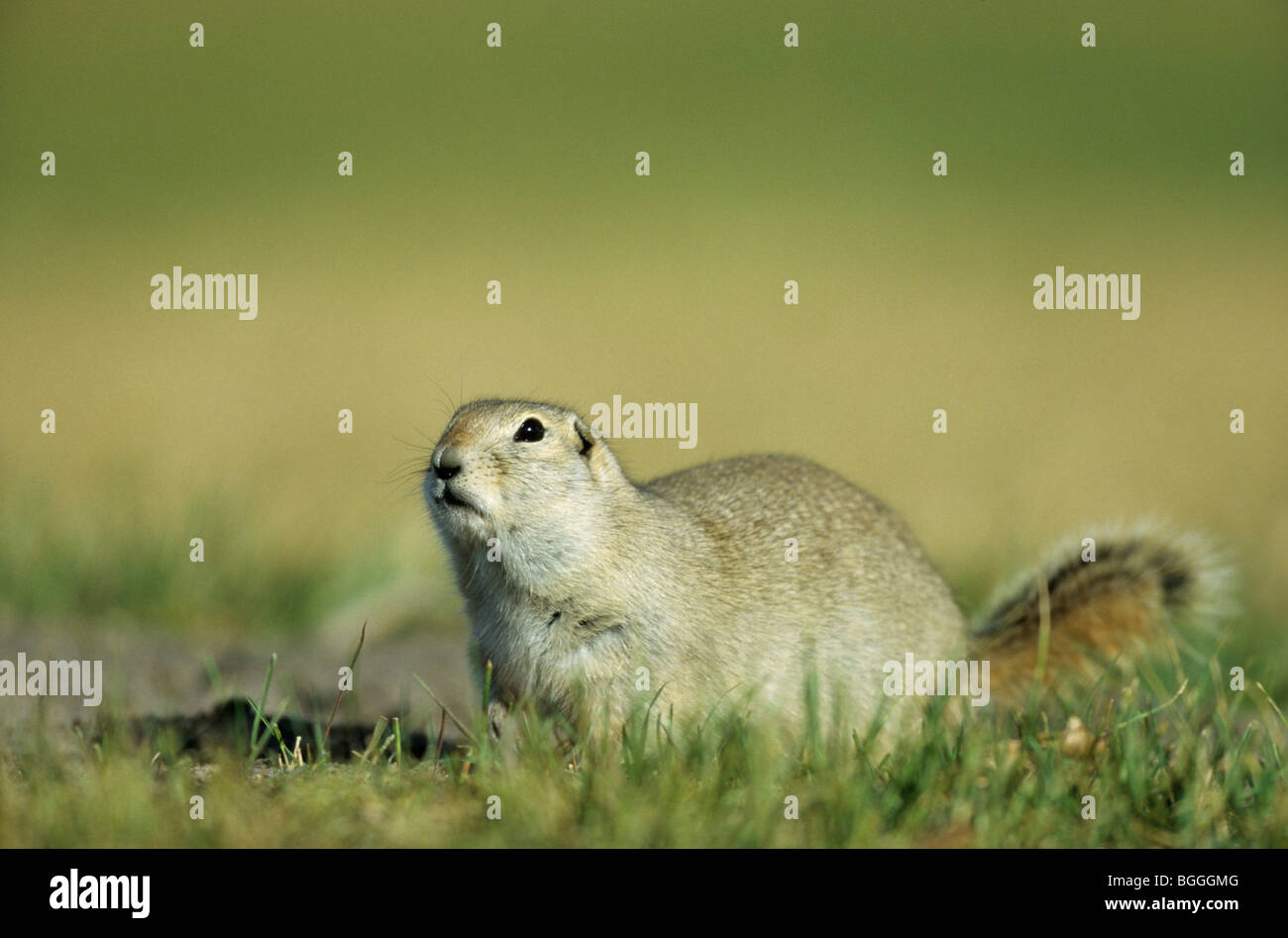 Massa Richardsons scoiattolo (Spermophilus richardsonii) seduto in erba, Elk Island National Park, Alberta, Canada Foto Stock