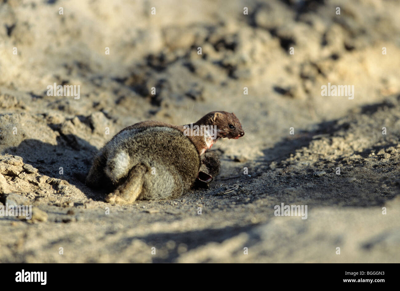 Almeno donnola (Mustela nivalis) con coniglio preda, Schleswig-Holstein, Germania Foto Stock