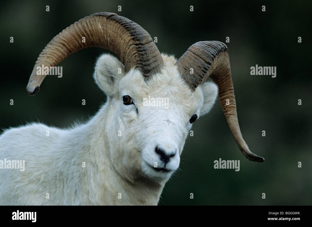 Dall pecore (ovis dalli), Denali National Park, Stati Uniti d'America, ritratto Foto Stock