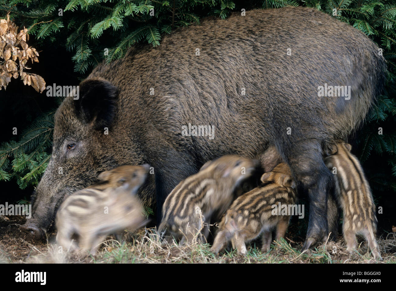 Il cinghiale femmina (Sus scrofa) suinetti lattanti, Schleswig-Holstein, Germania, close-up Foto Stock