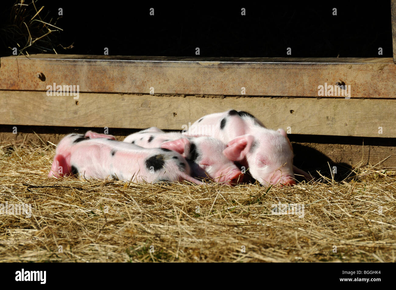 Foto di stock di nuovi nati Gloucester old spot suinetti. Foto Stock