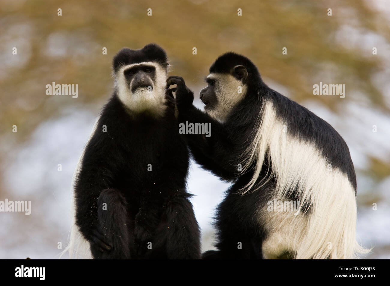 Scimmia di Colobus Foto Stock