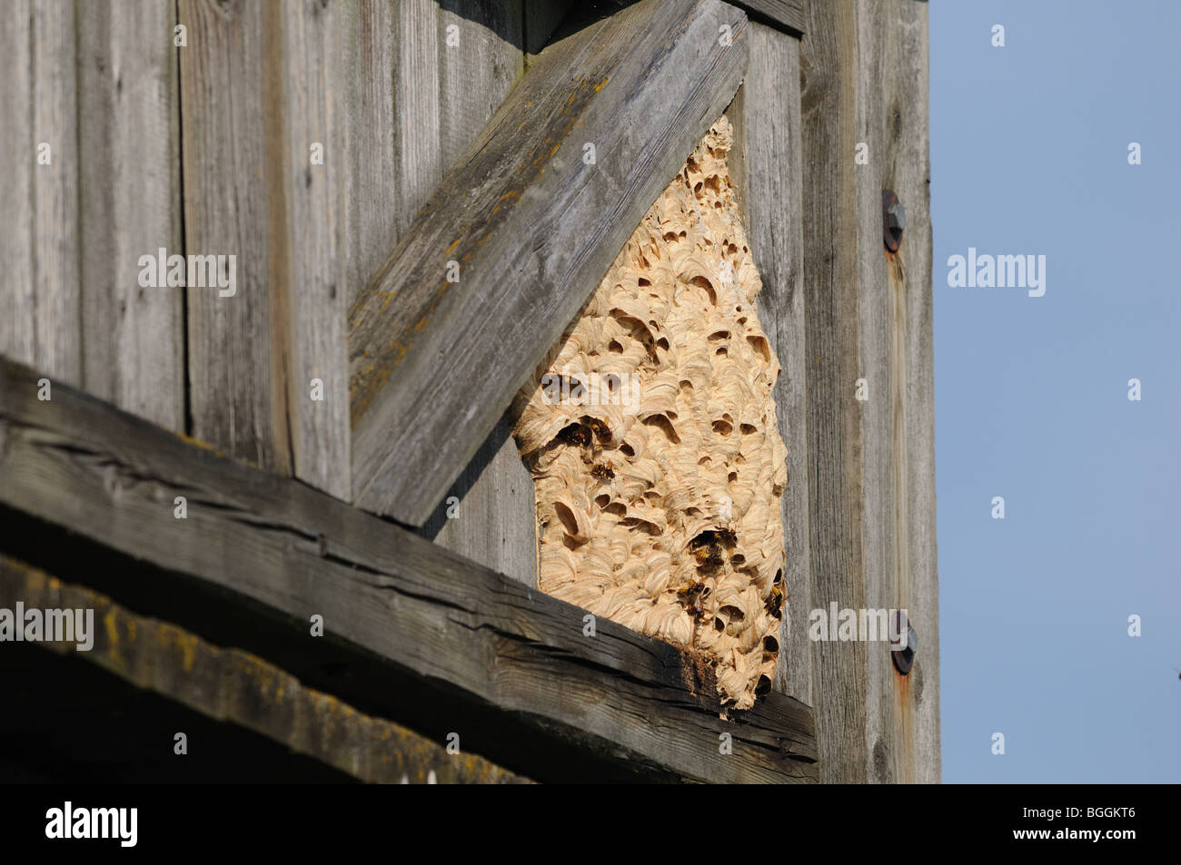 Hornets on nest immagini e fotografie stock ad alta risoluzione - Alamy