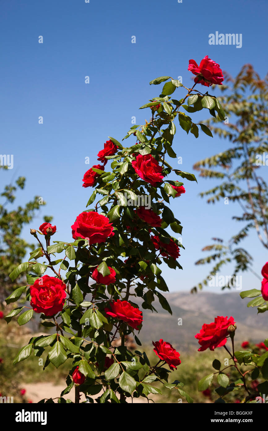 Rosal silvestre rosa selvatica Foto Stock