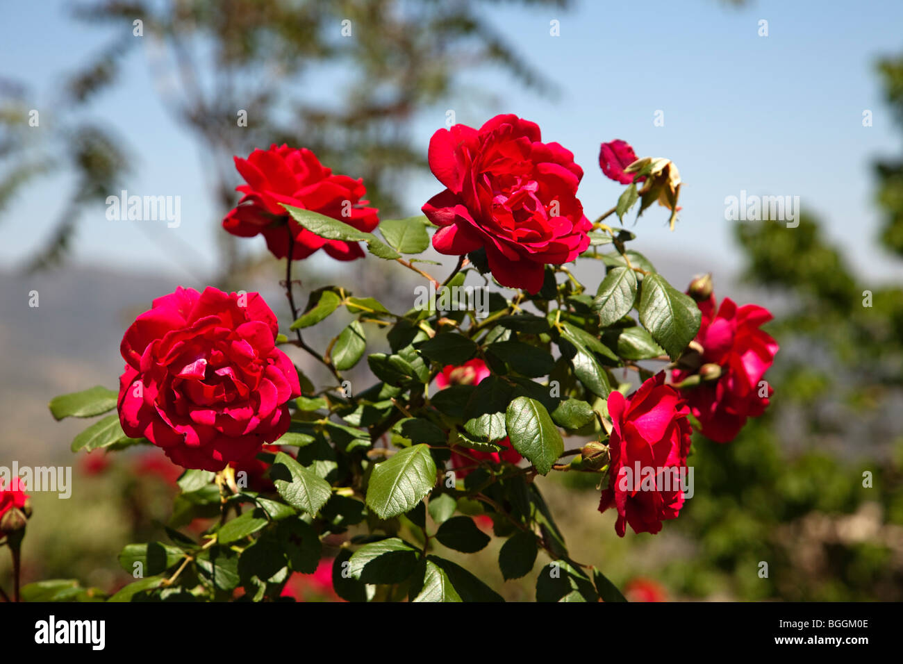 Rosal silvestre rosa selvatica Foto Stock