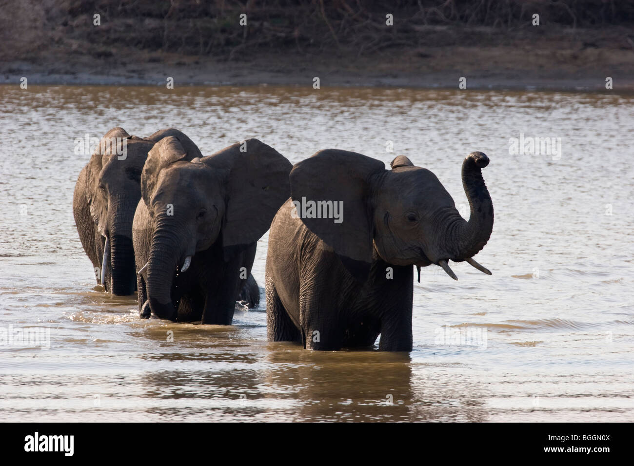 Elefante africano Foto Stock