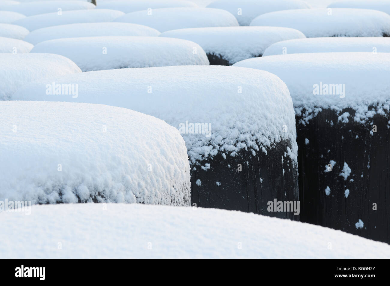Pinte di neve. Balle di fieno avvolto in plastica nera ricoperta di neve simile pinte di Guinness, Slane, Co.Meath, Irlanda Foto Stock