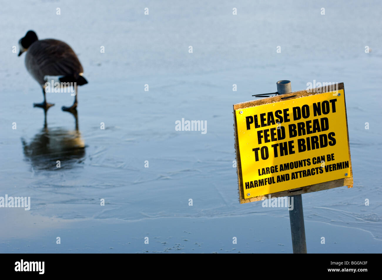 Adulto Canada Goose in cerca di cibo mentre si camminava su un lago ghiacciato e un segno "Si prega di non inserire il pane per gli uccelli". Foto Stock