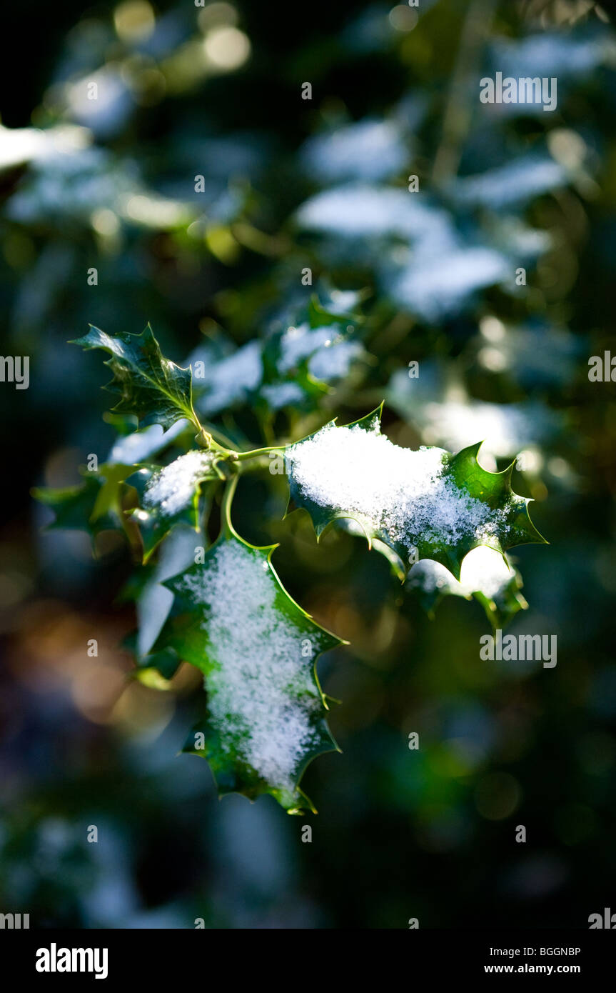 Unione Holly Ilex aquifolium foglie con uno strato di neve fresca. Foto Stock