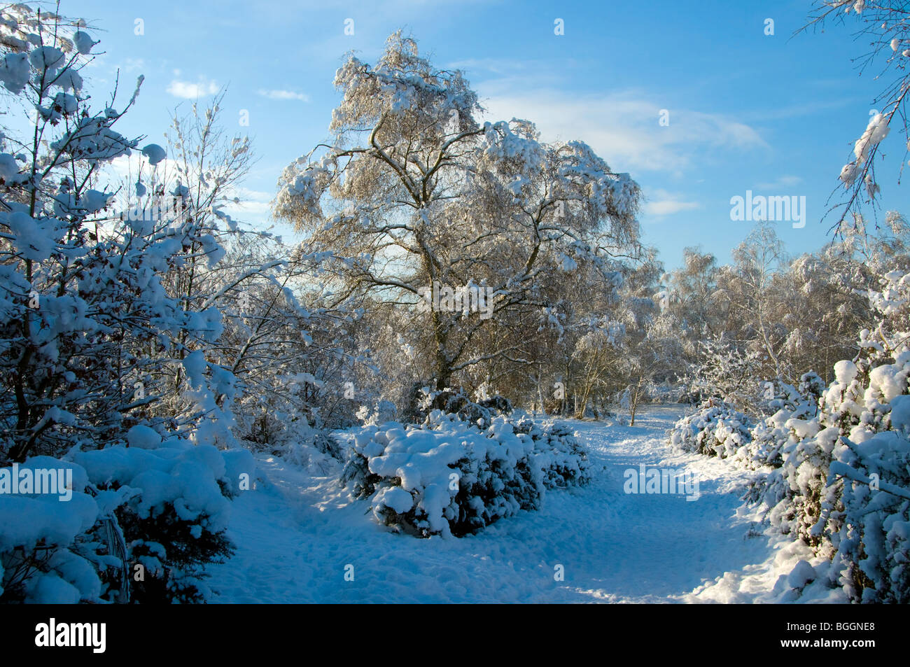 In inverno la neve in Worplesdon Foto Stock