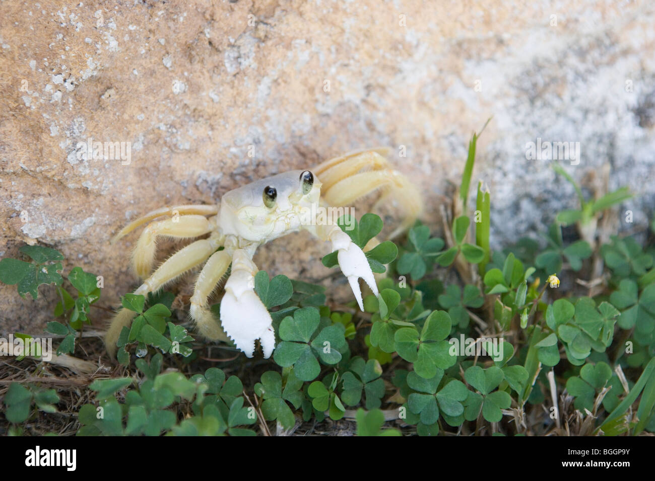White fiddler crab camminando nel campo di trifoglio, Bahamas, dei Caraibi Foto Stock