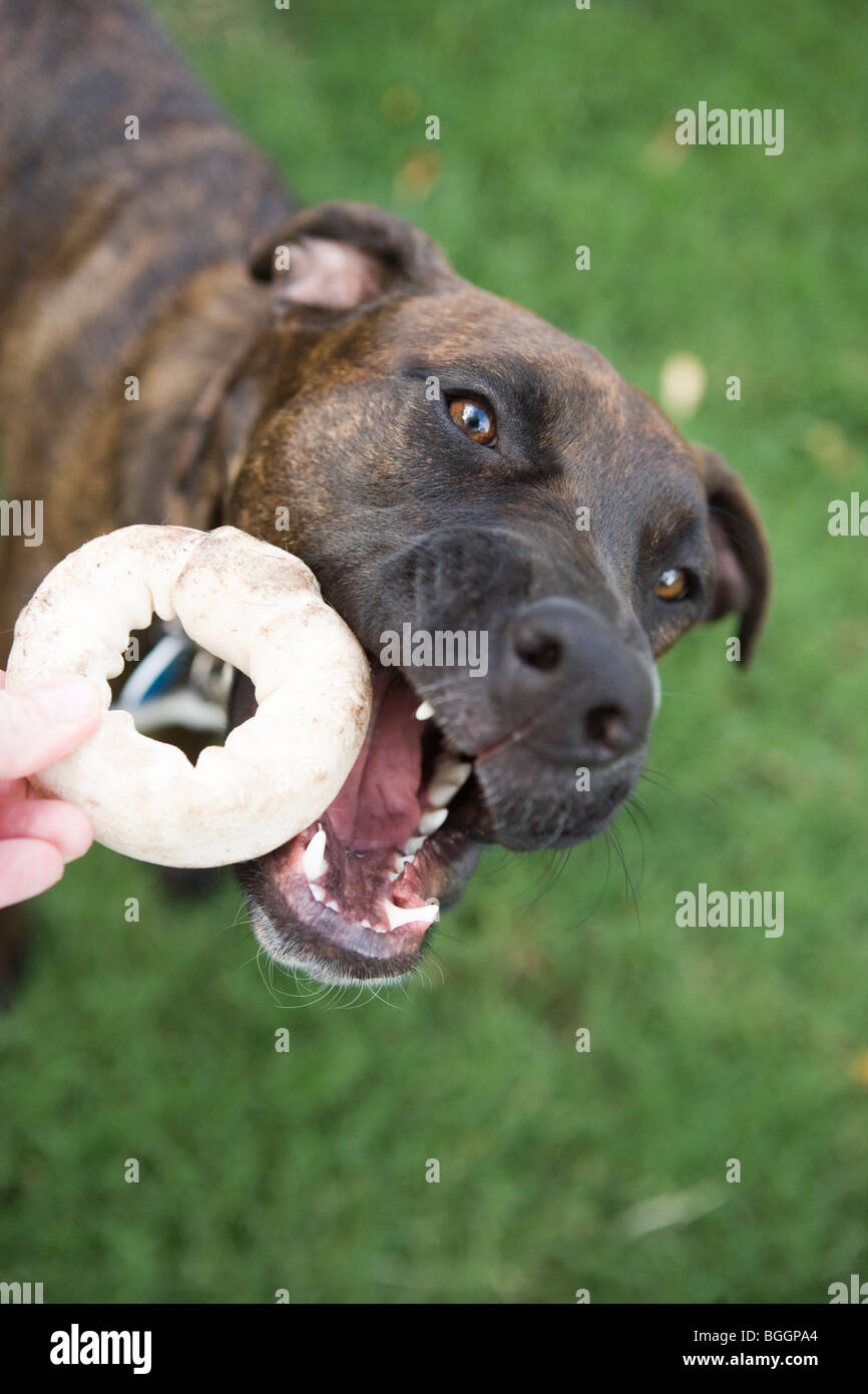 Una persona che dà un anello in cuoio pergamentato 'donut' osso per un cucciolo, masticare toy Foto Stock