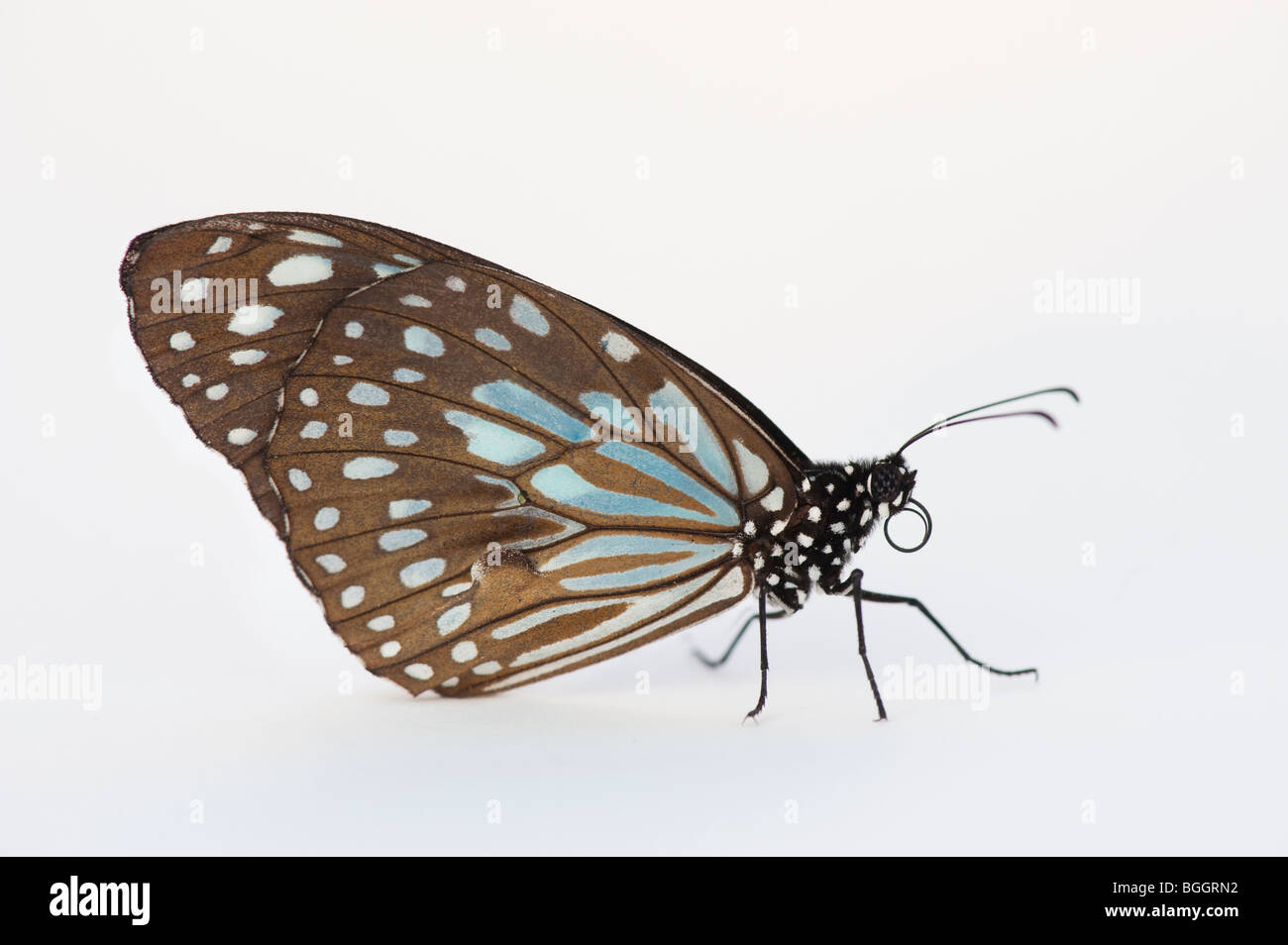 Tirumala limniace. Blue Butterfly Tiger su sfondo bianco Foto Stock