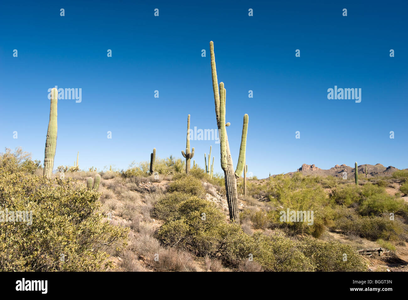Una bella scena nel deserto con cielo blu e cactus Saguaro in un deserto remoto. Foto Stock