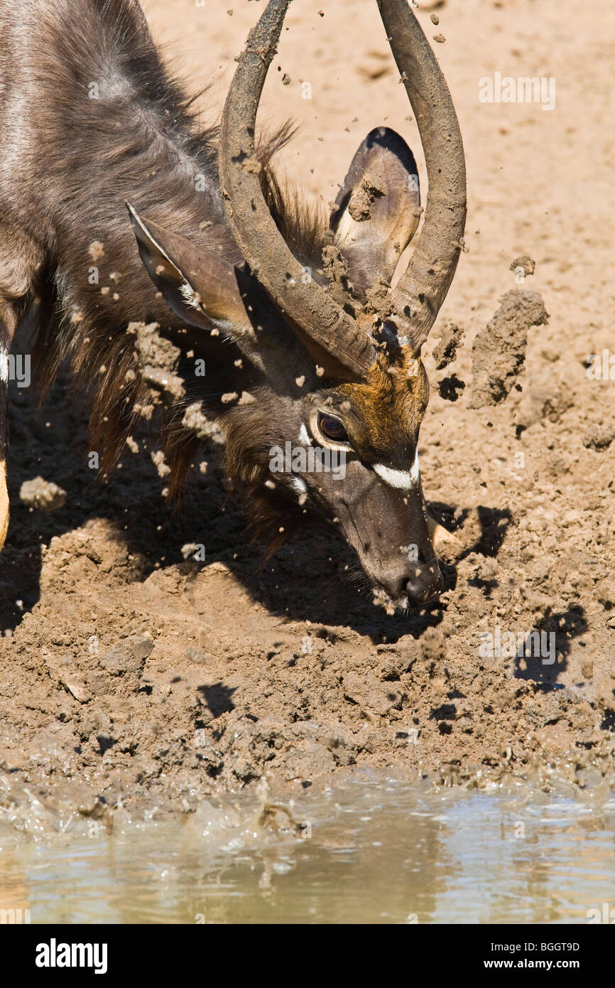 Nyala colpetti fango fino a waterhole Foto Stock