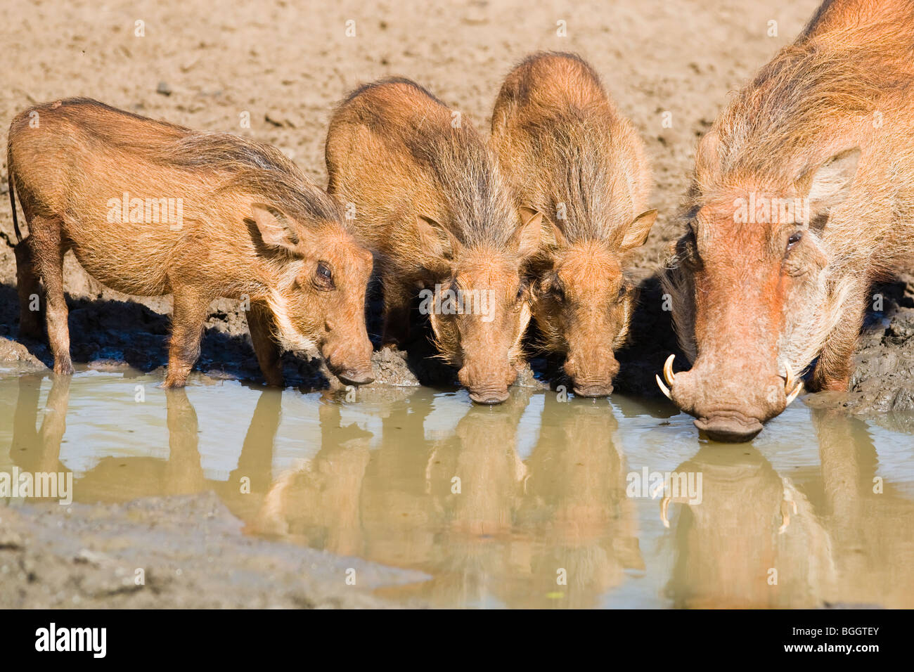 Warthog famiglia bere da waterhole in Mkhuze NP Foto Stock