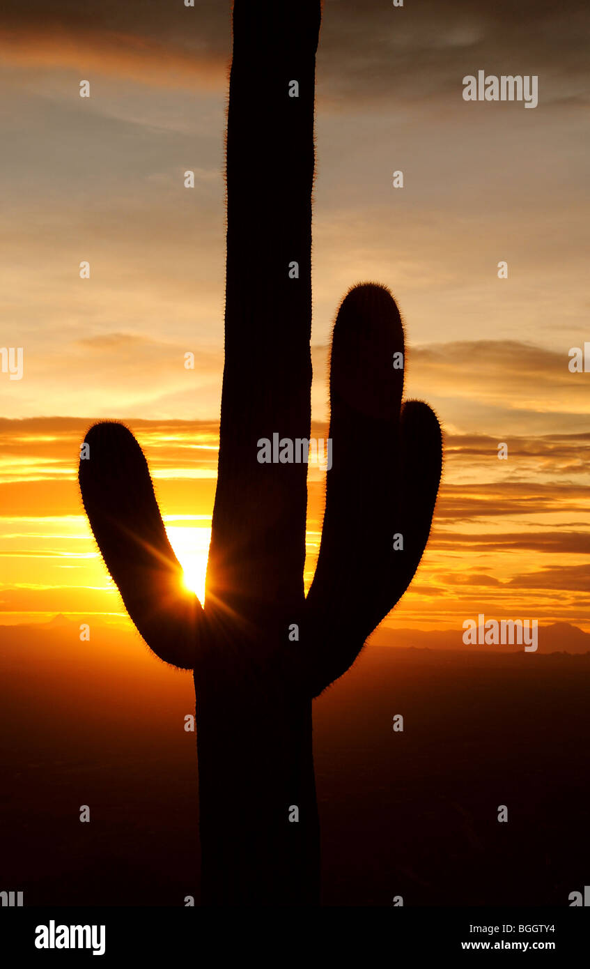 Cactus Saguaro (Carnegiea gigantea), al tramonto nella Foresta Nazionale di Coronado, Deserto Sonoran, Tucson, Arizona, Stati Uniti. Foto Stock