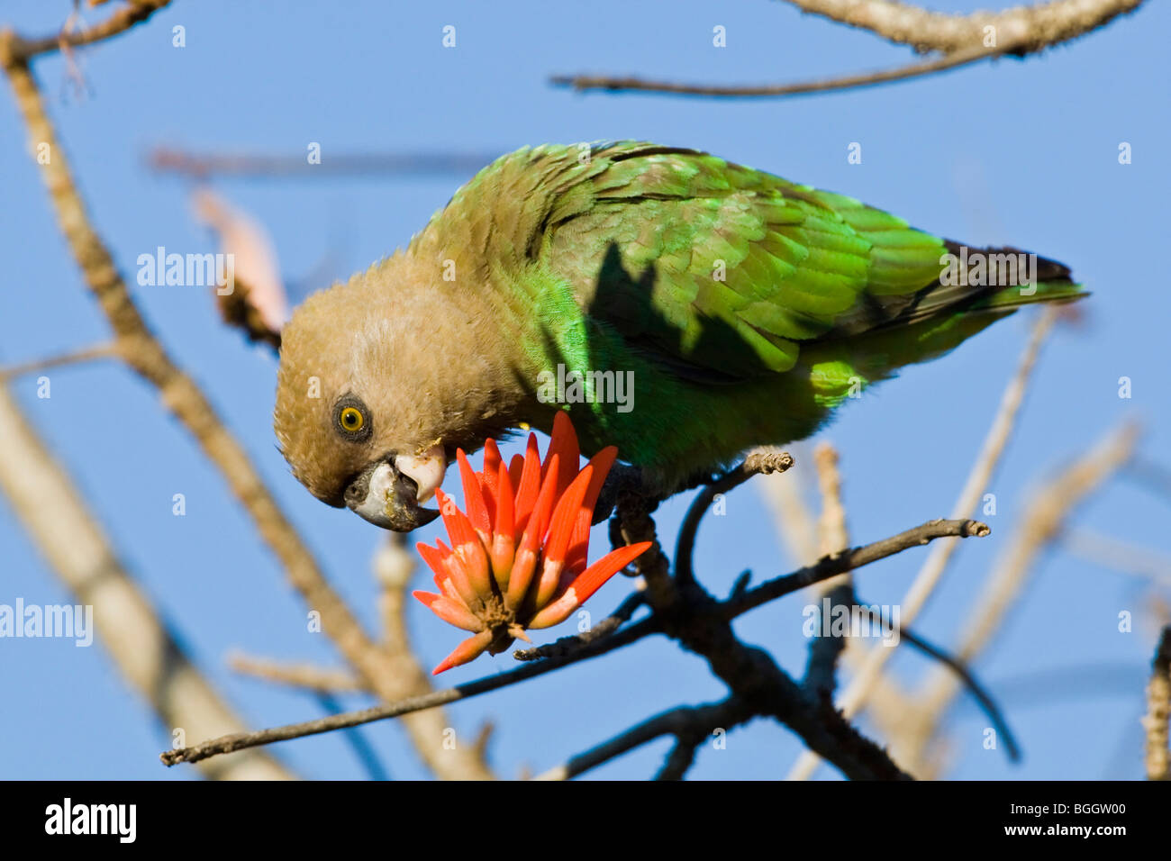 Parrot alimentazione su African tulip tree Foto Stock