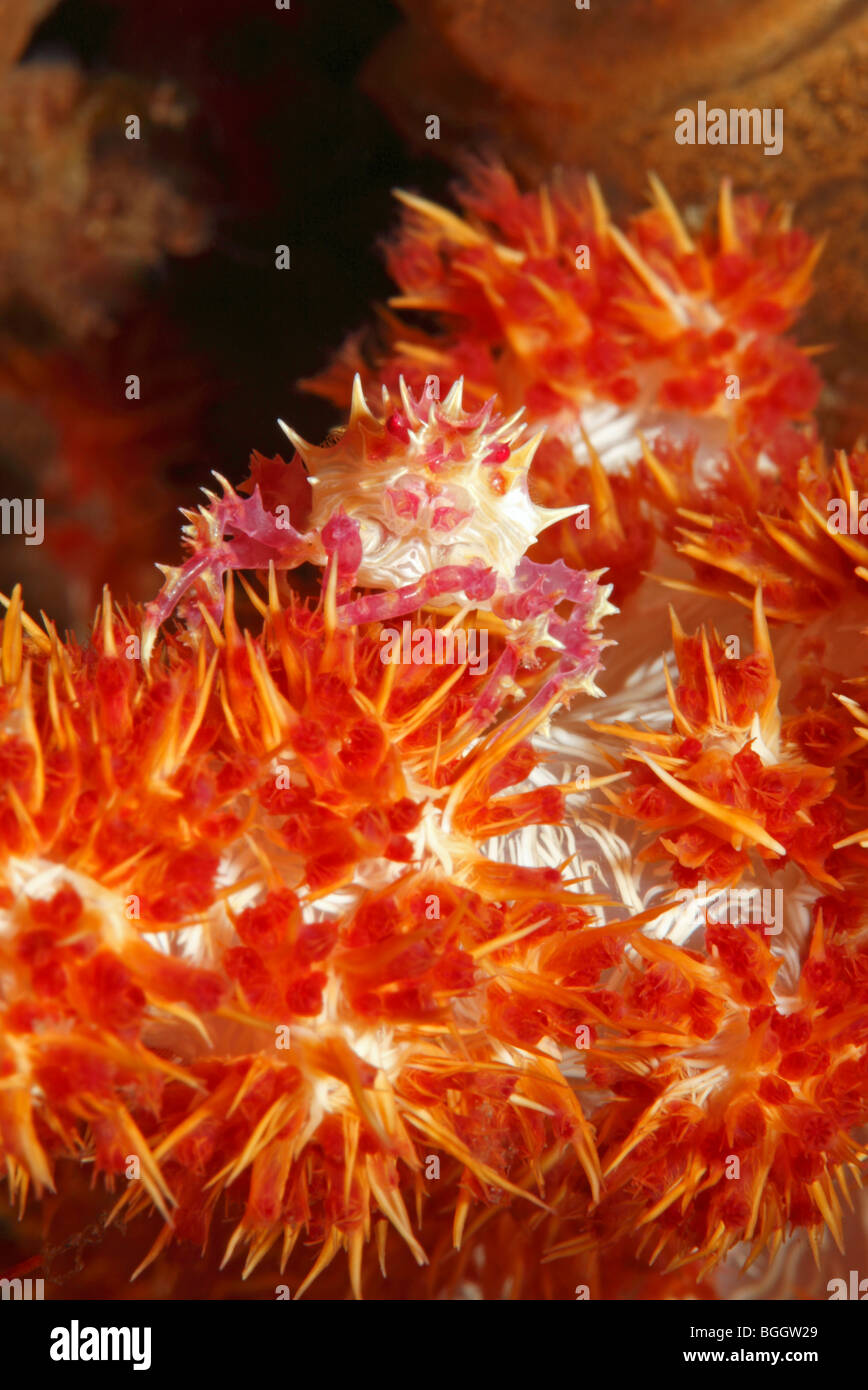 Soft Coral Spider, o granchio decoratore, Hoplophrys oatesii, mimetizzata su soft coral, Dendronephthya. Foto Stock