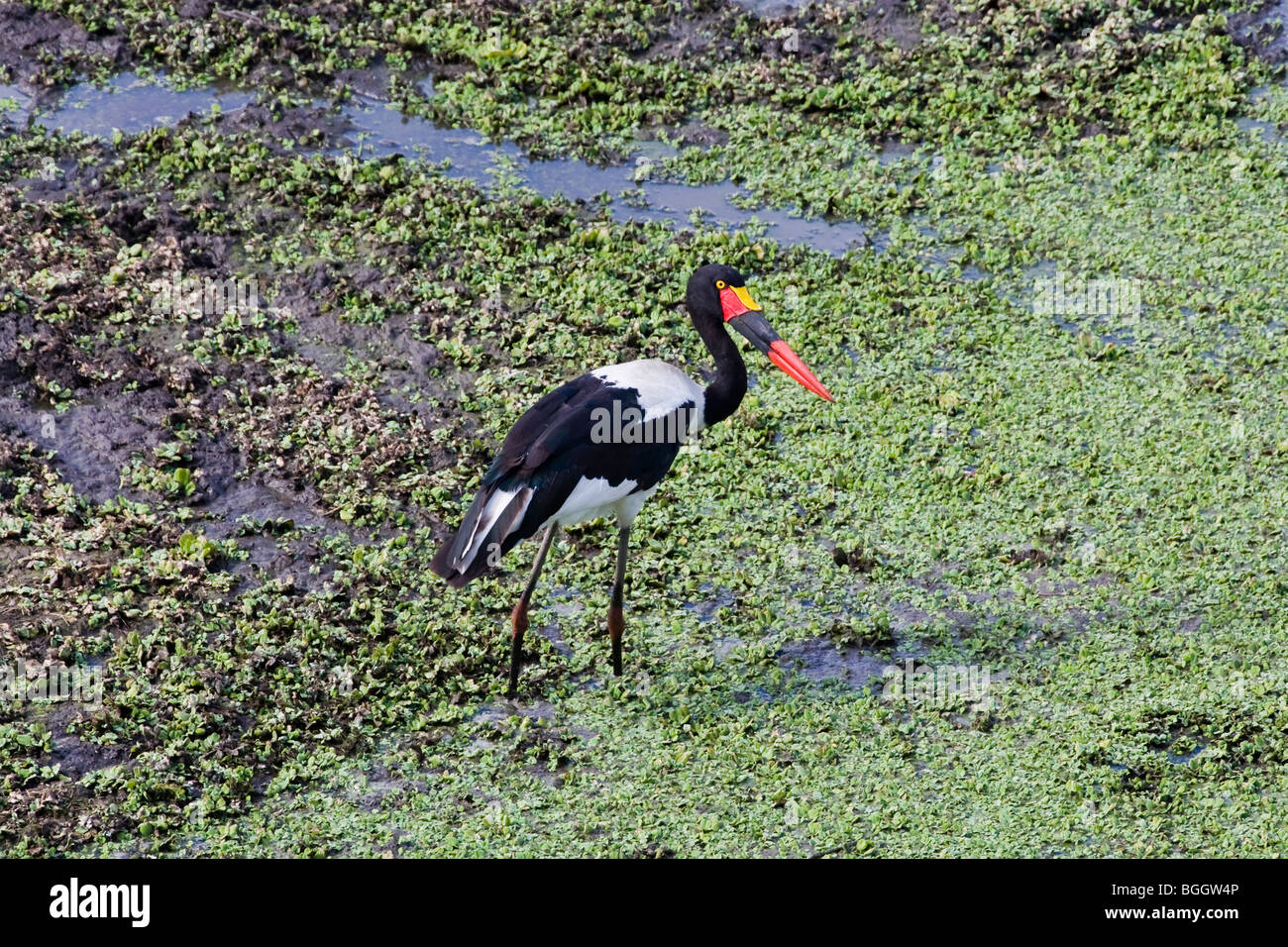 Sella fatturati stork Foto Stock