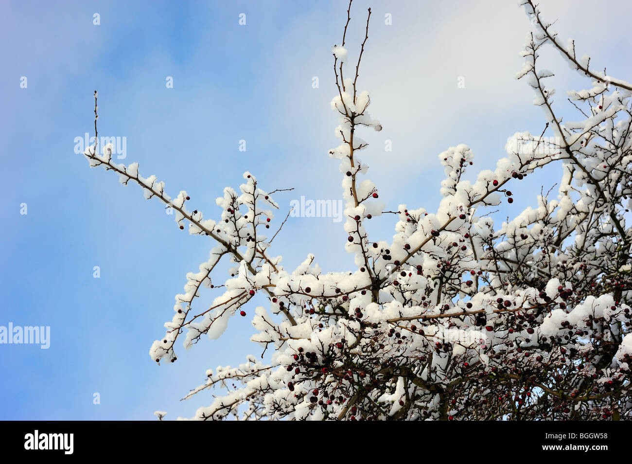 Coperta di neve biancospino rami con frutti di bosco Foto Stock