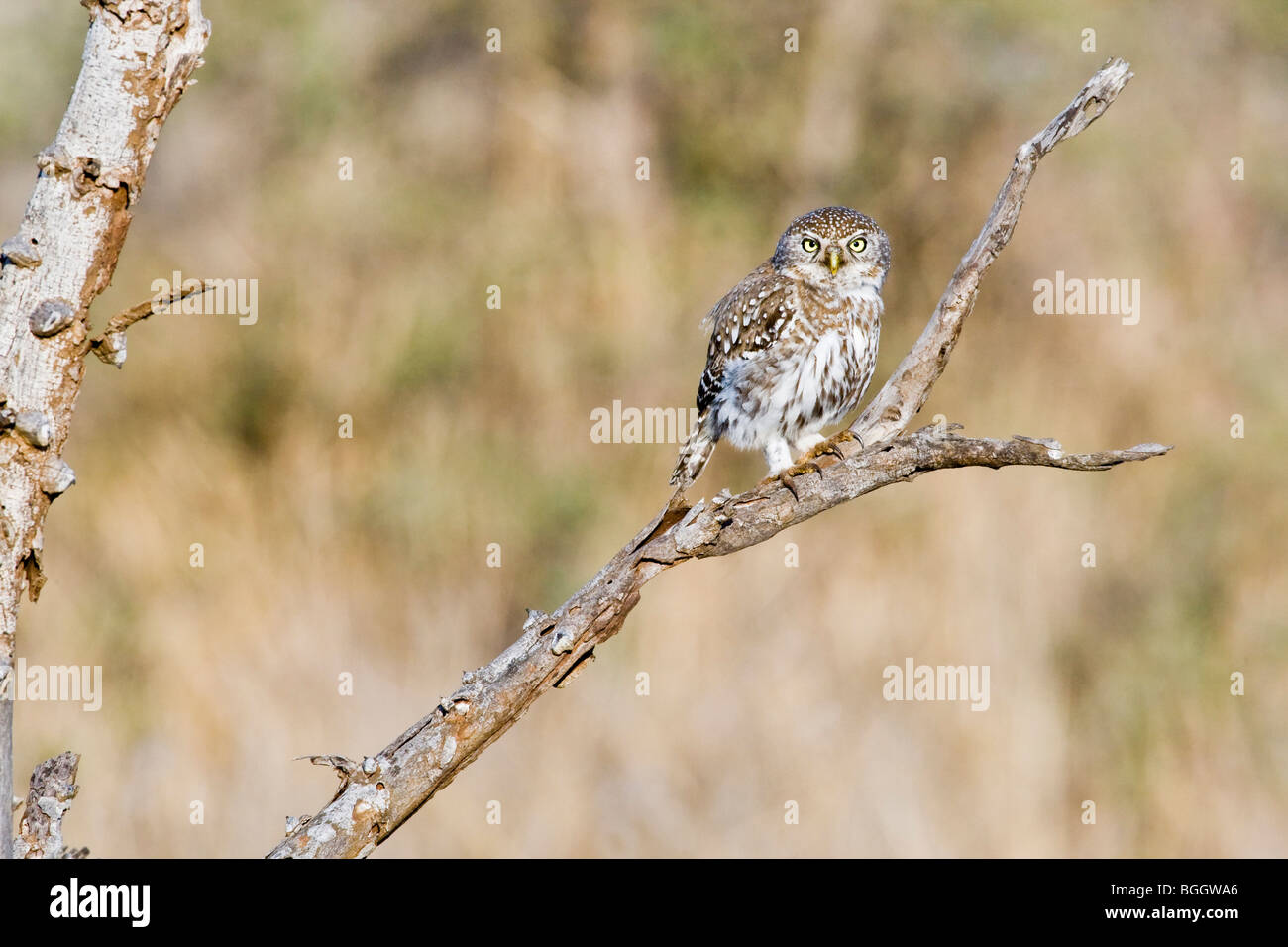 Pearl spotted owlet Foto Stock