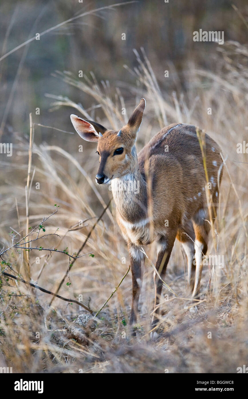Bushbuck femminile Foto Stock