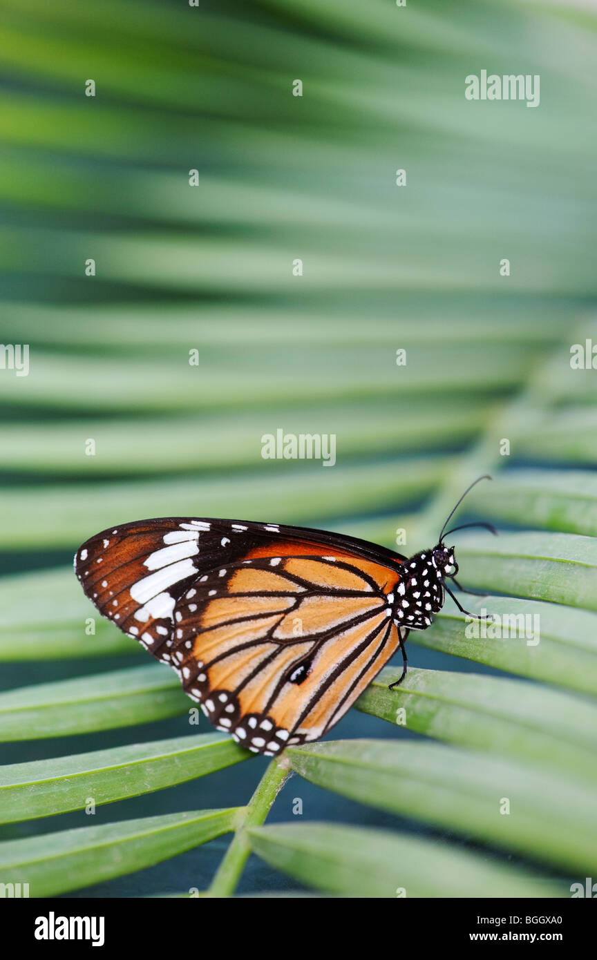 Danaus genutia. Striped tiger butterfly / comune tiger butterfly appoggiata su una foglia di palma in campagna indiana. India Foto Stock