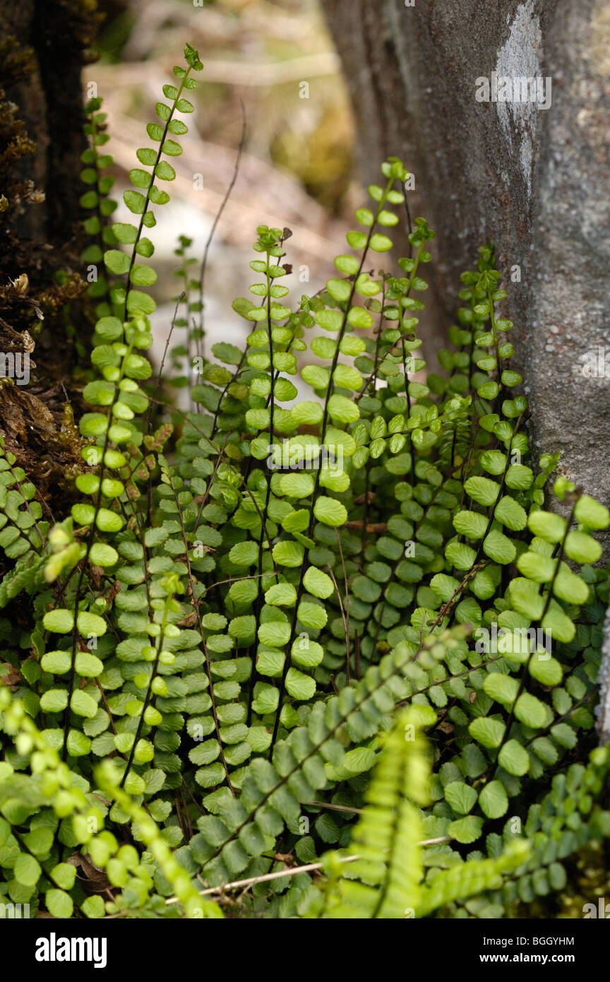 Maidenhair Spleenwort, asplenium trichomanes Foto Stock