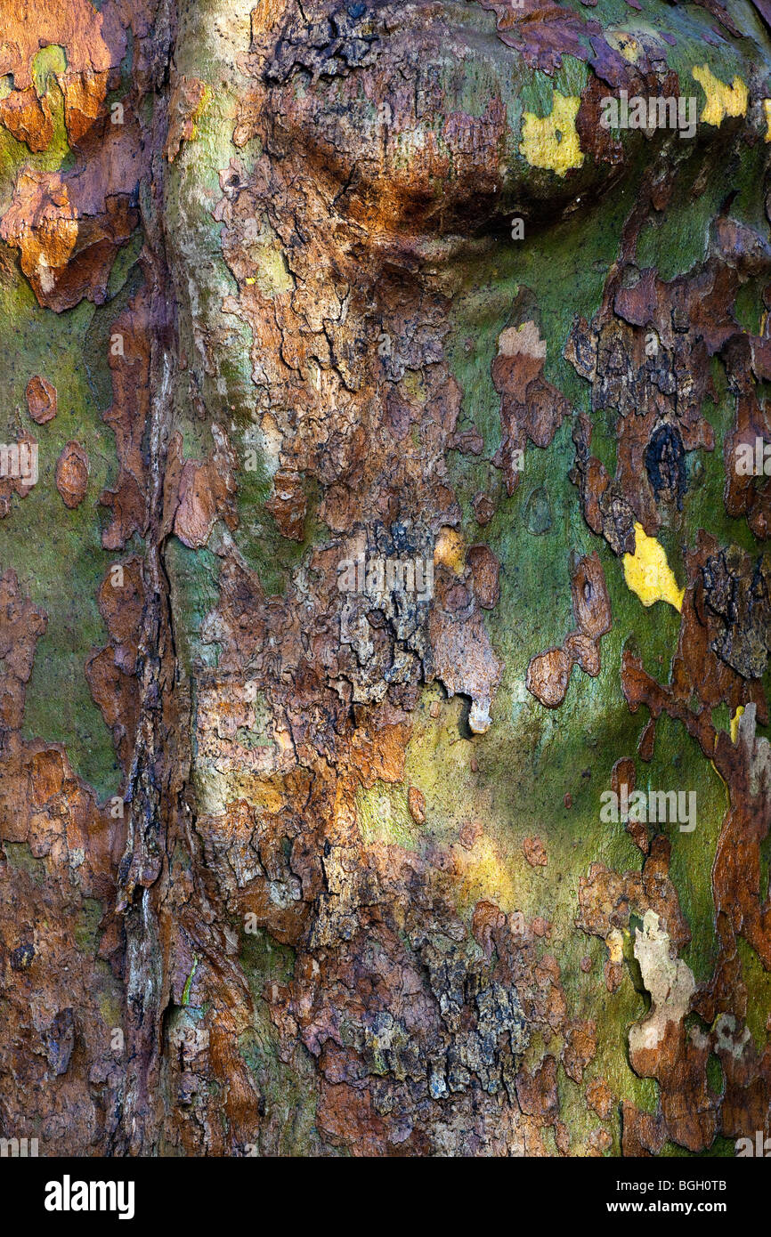 Vicino la corteccia di sicomoro nel Central Park di New York City Foto Stock