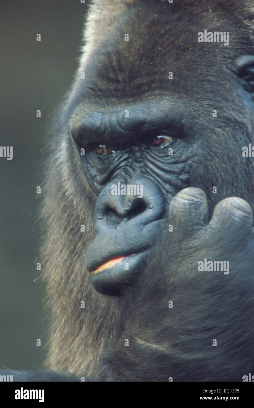 Close-up di Gorilla Foto Stock