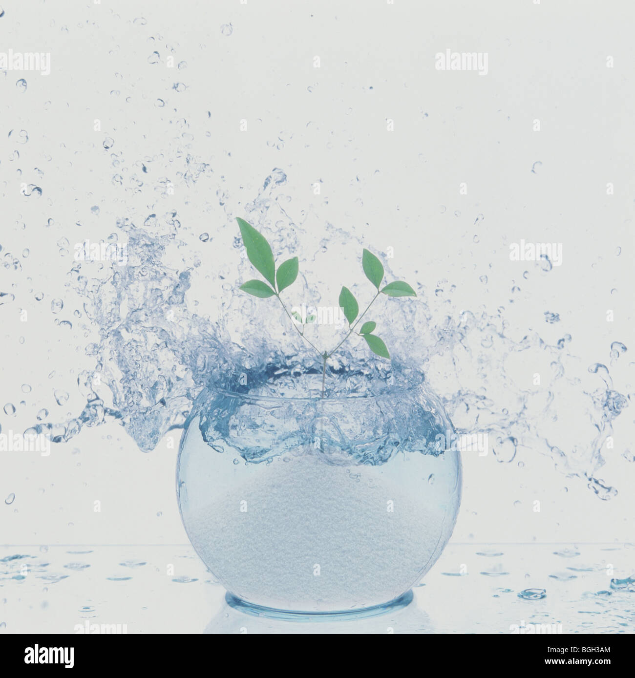 Schizzi di acqua in una vaschetta contenente piante Foto Stock