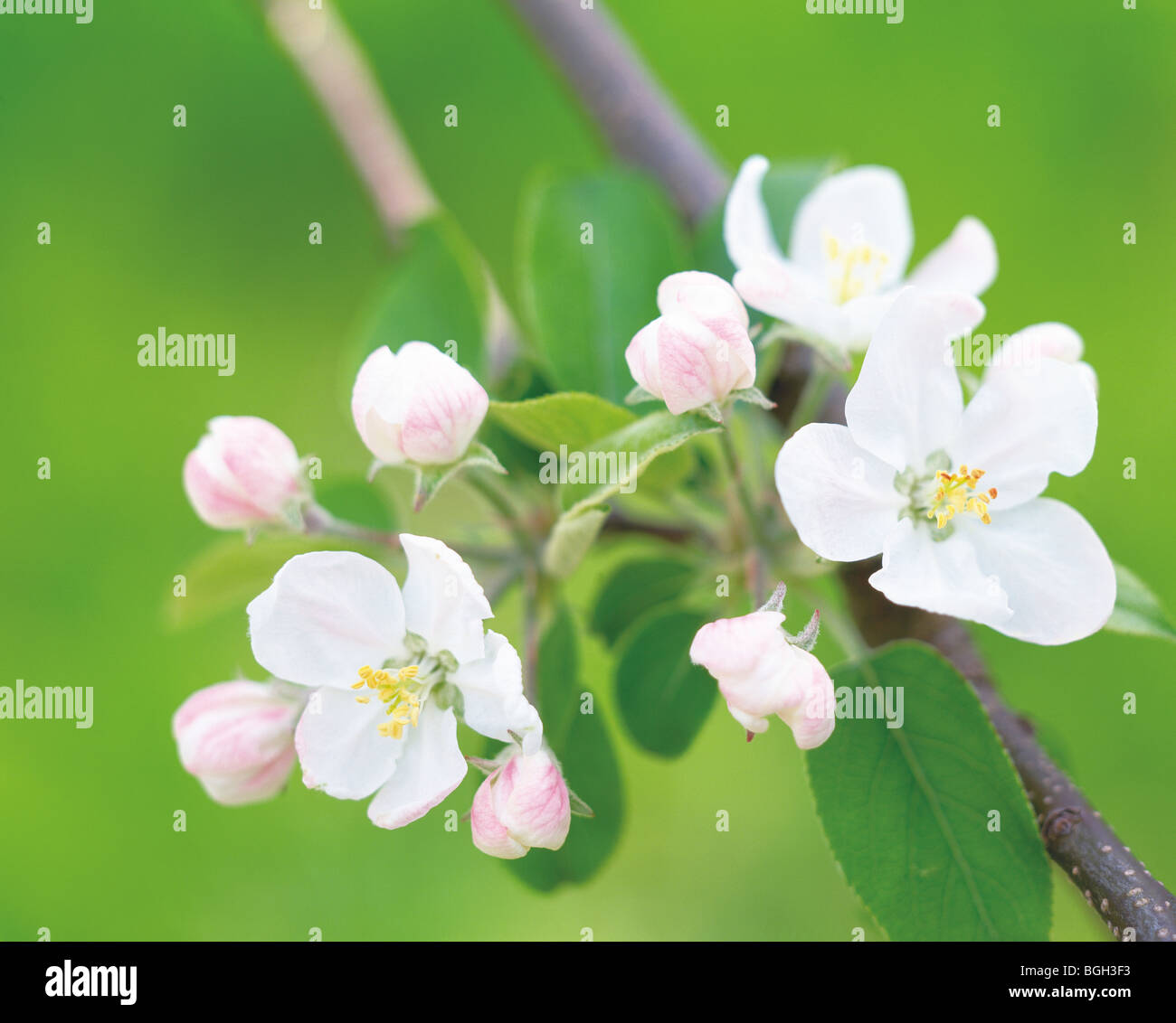 Fiori di melo Foto Stock