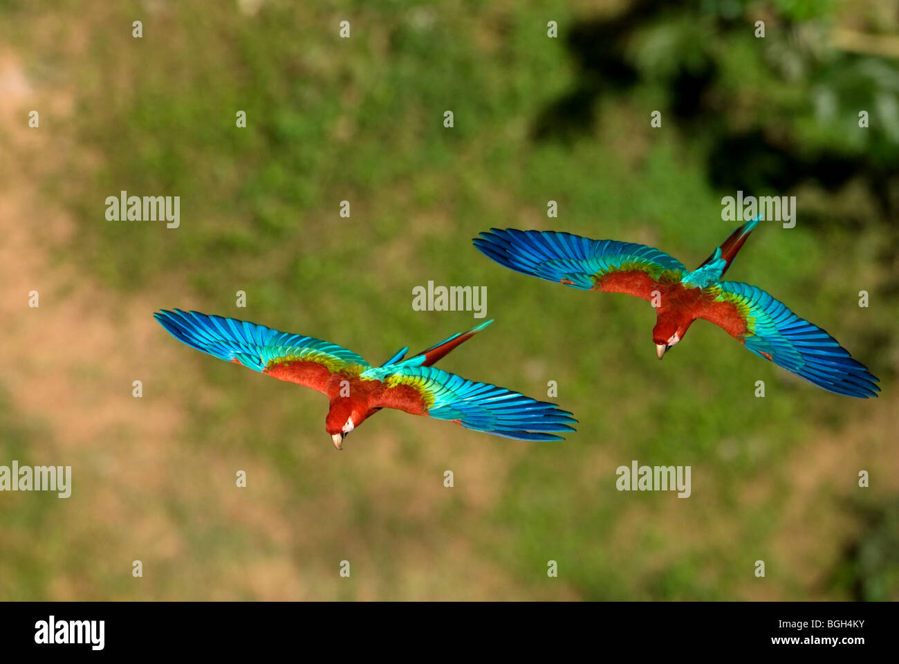 Rosso-verde Macaws in volo Foto Stock