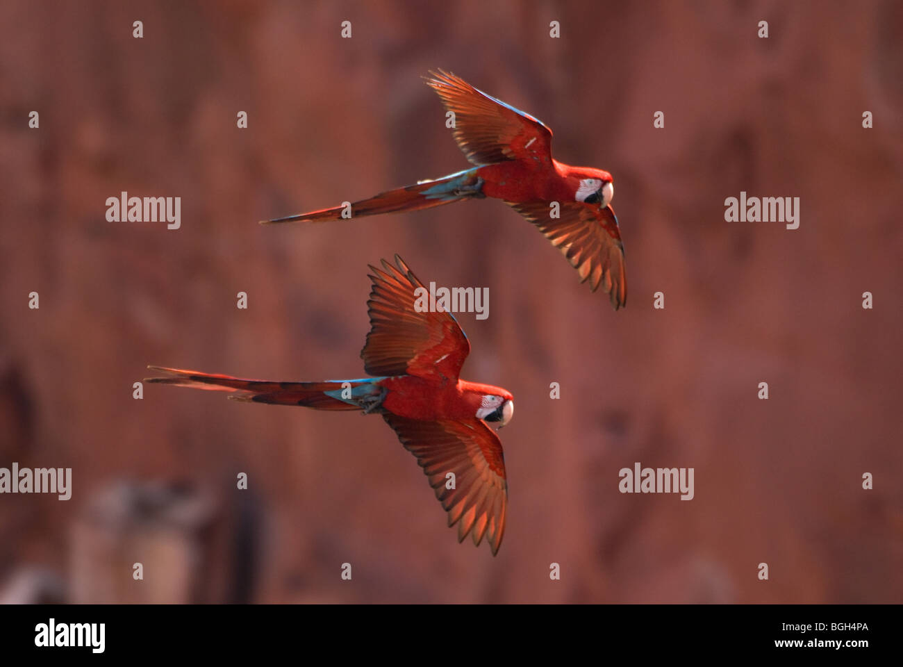 Rosso-verde Macaws in volo Foto Stock