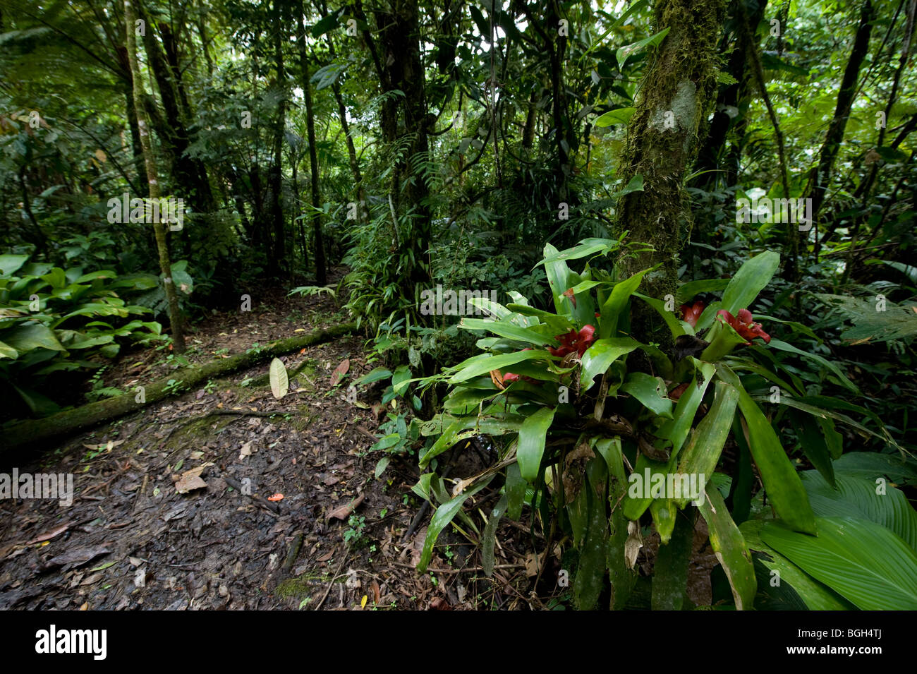 Un sentiero nella foresta pluviale atlantica Foto Stock