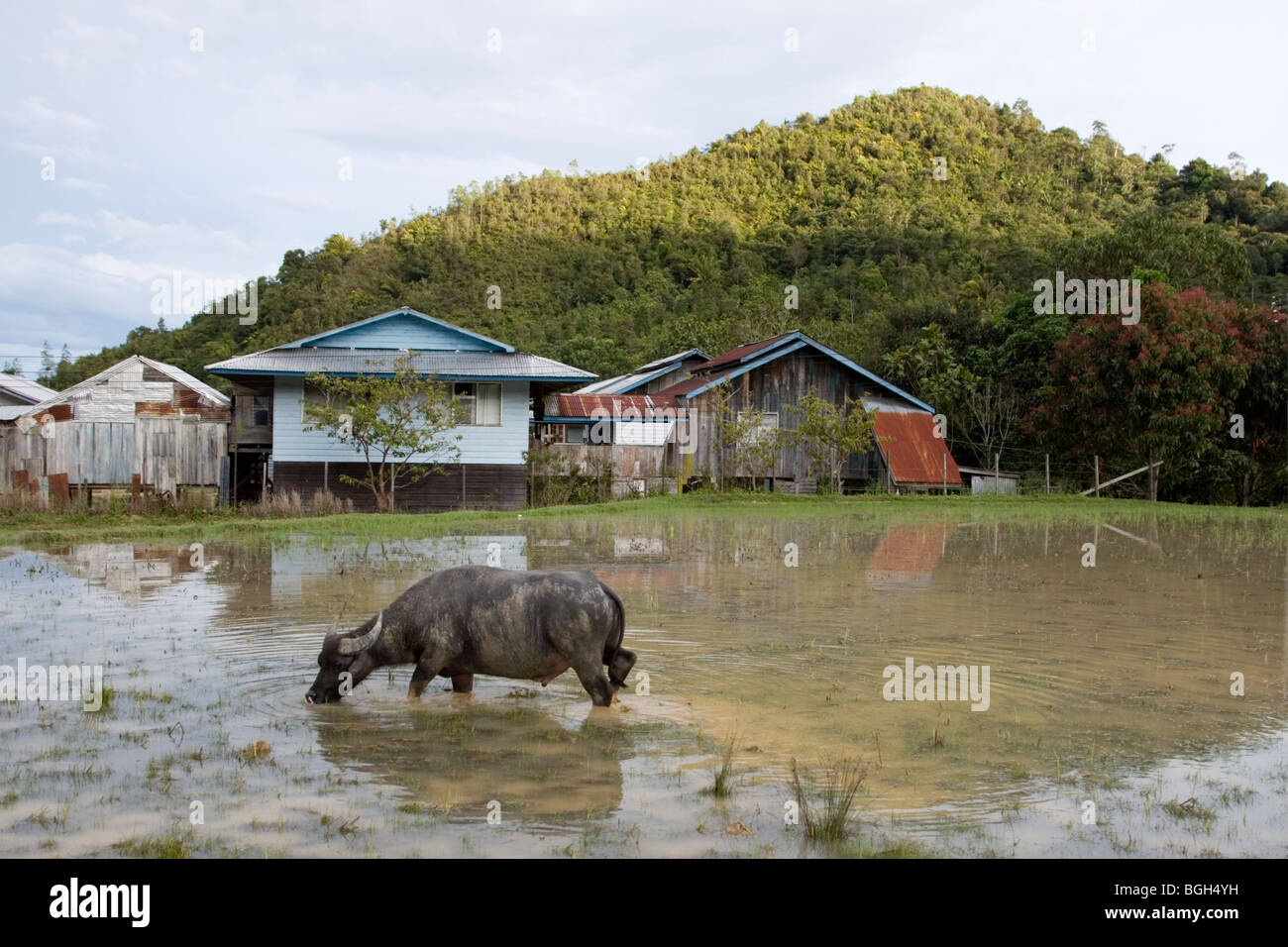 Un bufalo waterfilled un campo di riso si mescola il terreno da parte sua calpestando intorno al Kelabit Highlands nel Sarawak in Borneo. Foto Stock