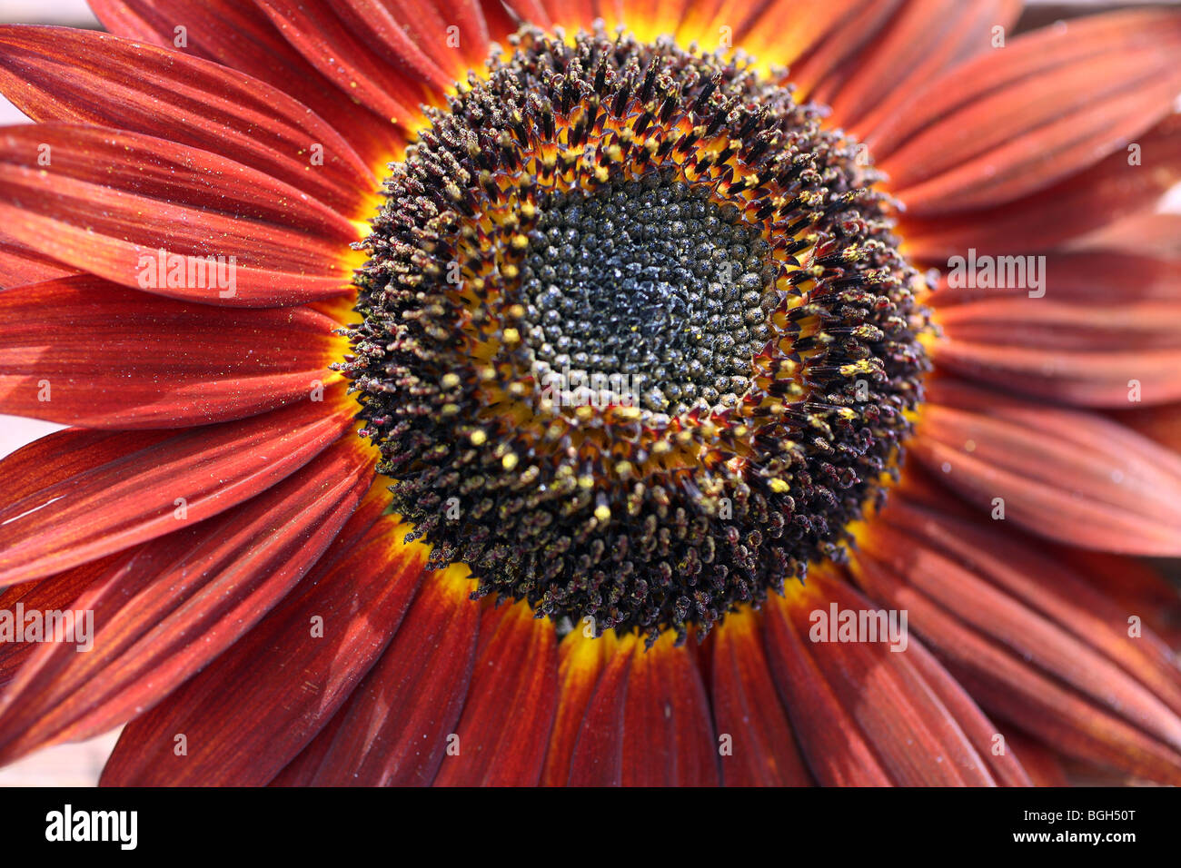 Arancio bruciato il girasole Foto Stock