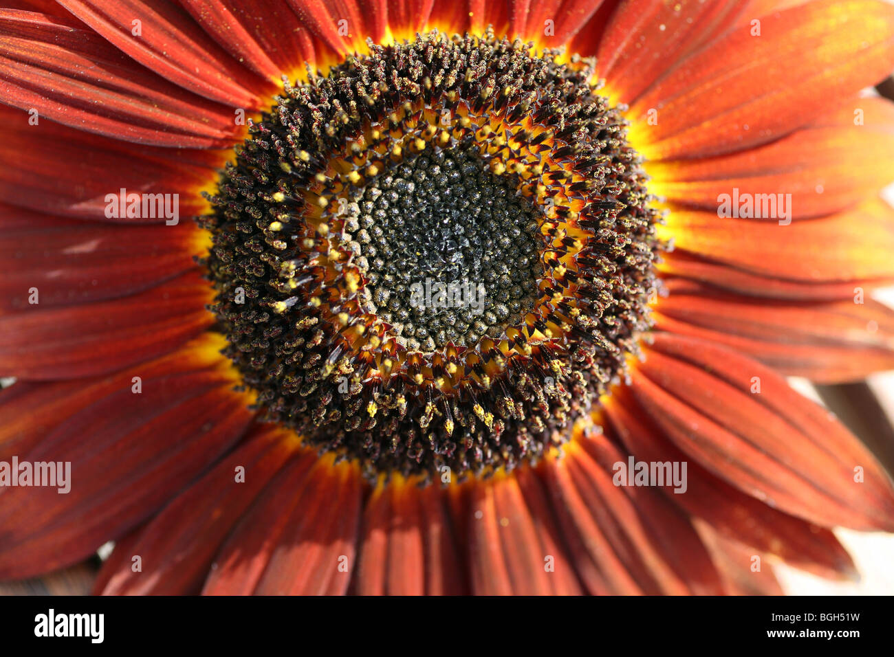 Arancio bruciato il girasole Foto Stock