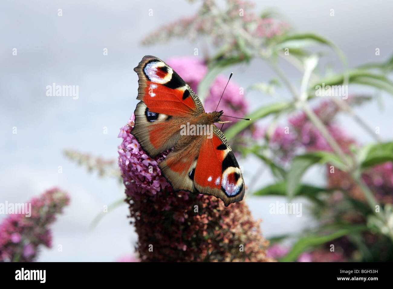 Il Red Admiral o Vanessa Atalanta (precedentemente noto anche come Pyrameis atalanta) è un ben noto farfalla colorata. Foto Stock