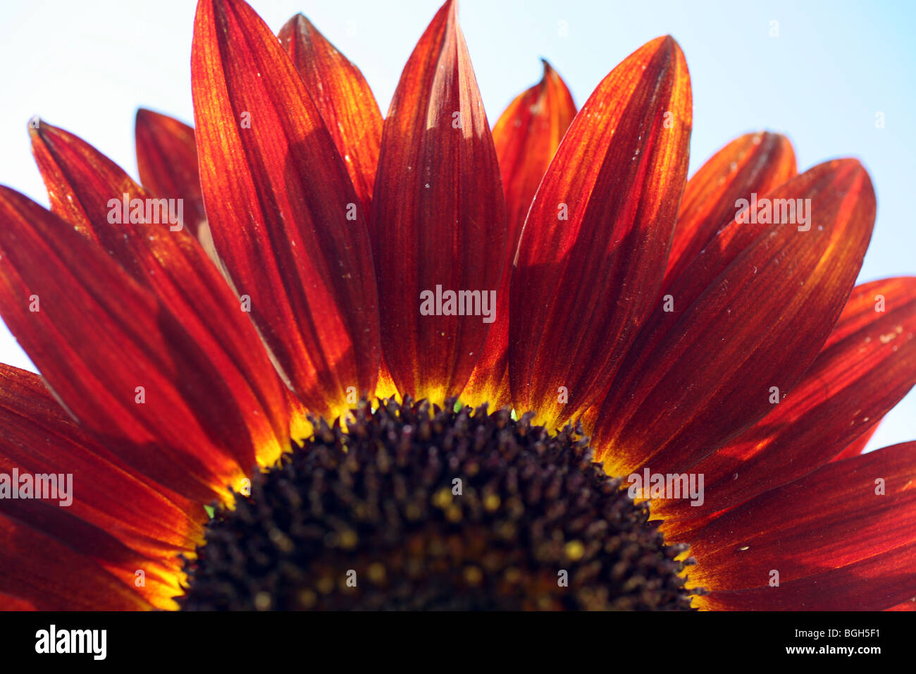 Arancio bruciato il girasole Foto Stock