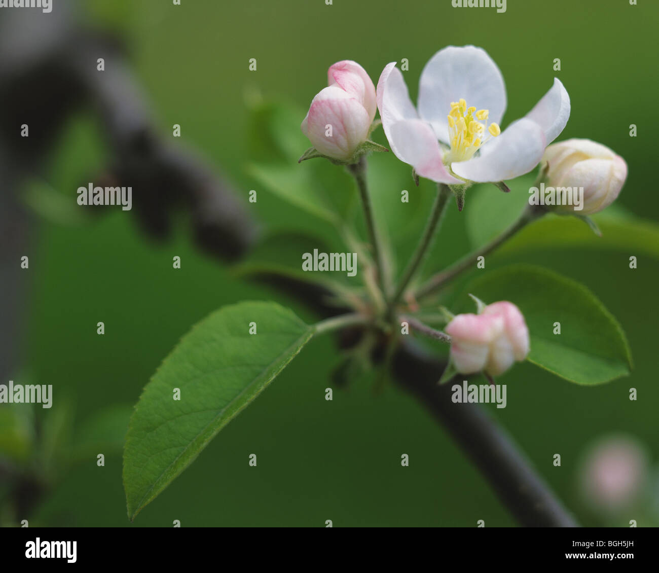 Fiori di melo Foto Stock