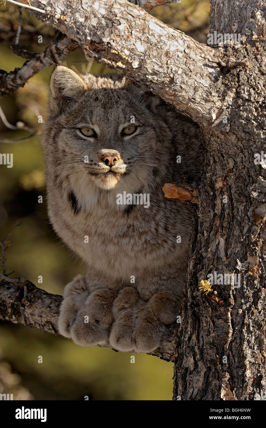 Canadian Lynx (Felis lynx) captive. Bozeman, Montana, USA Foto Stock