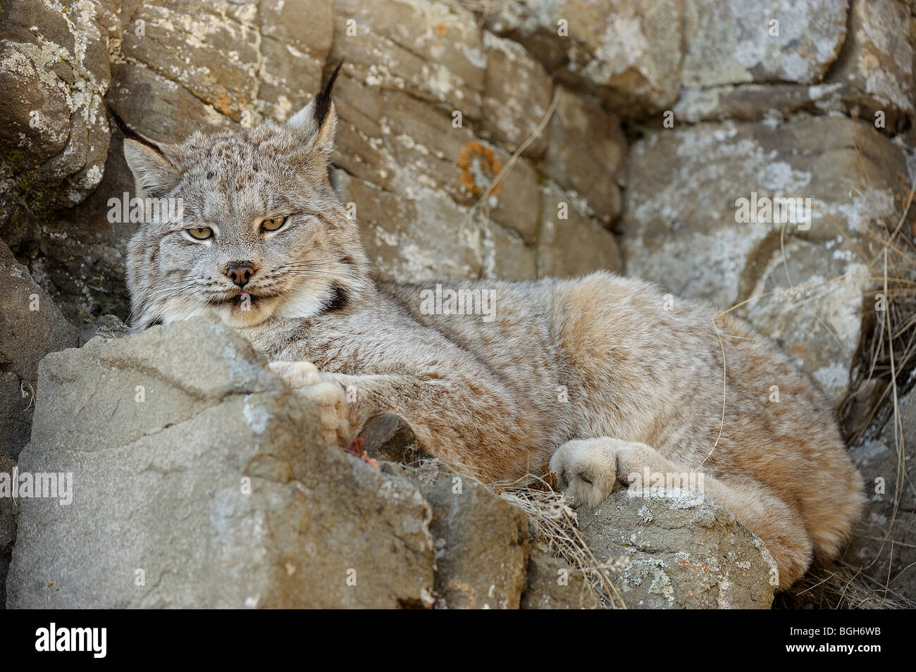 Canadian Lynx (Felis lynx) captive, Bozeman, Montana, USA Foto Stock