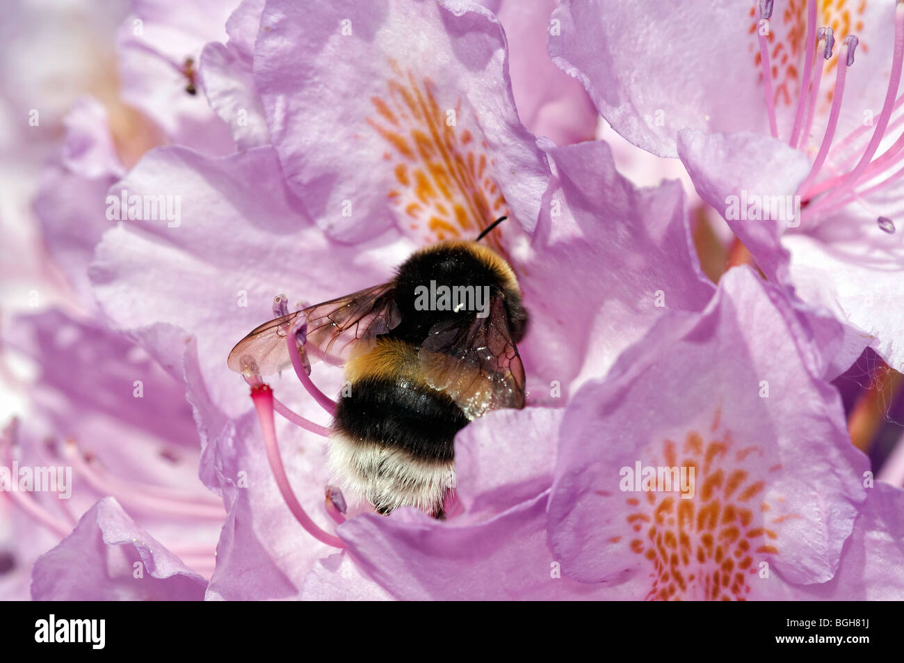 Umile bee in fiore di rododendro Foto Stock