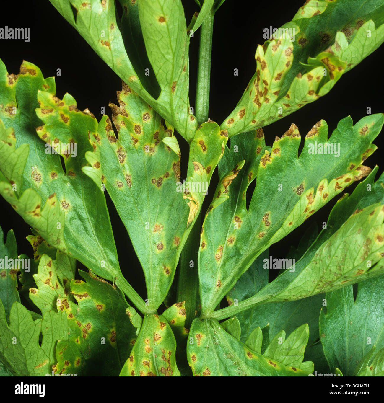 Macchia di foglia (Septoria apiicola) su foglie di sedano Foto Stock