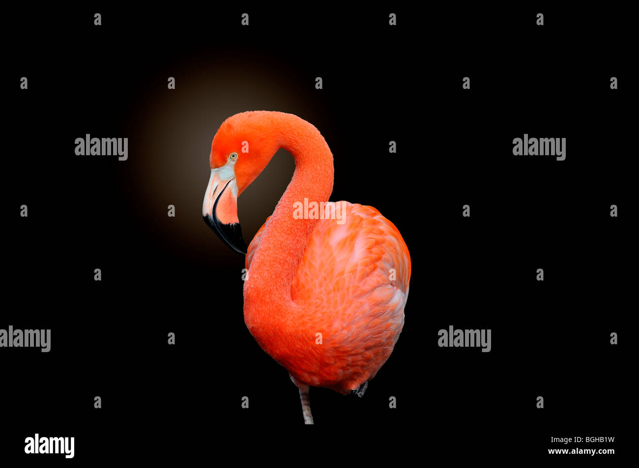 American Flamingo: Phoenicopterus ruber Foto Stock