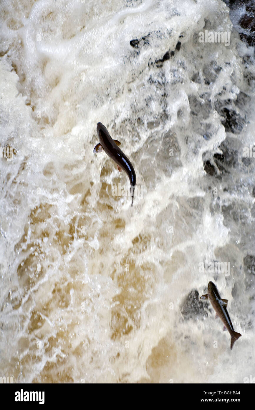 Il salmone selvatico salta in alto il nero Linn cascata, River Braan presso l'eremo, dunkeld, Perthshire in Scozia in autunno Foto Stock