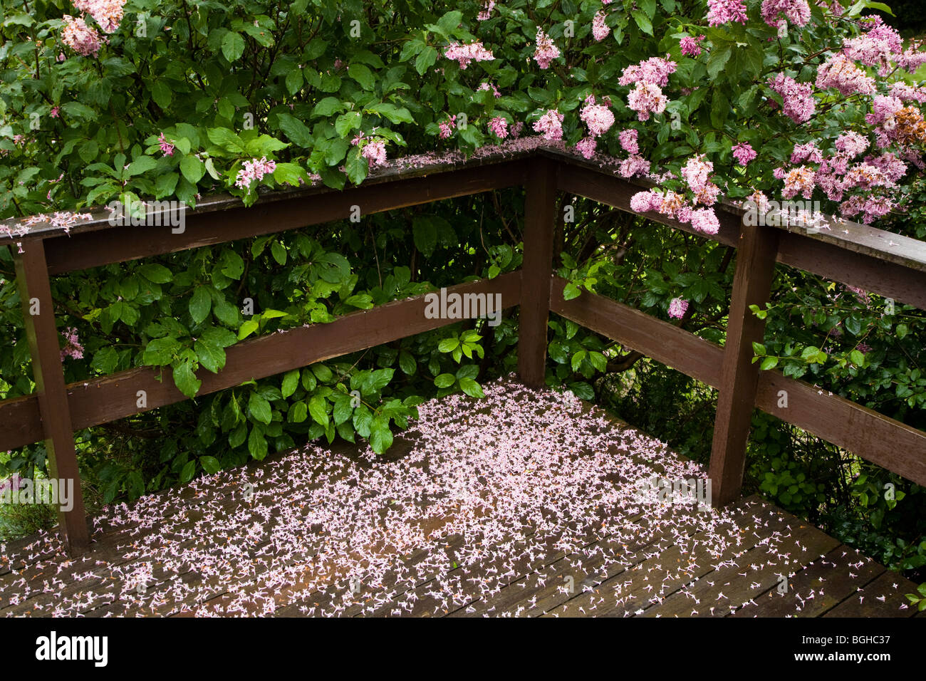 Fioritura arbusto, Islanda. Foto Stock